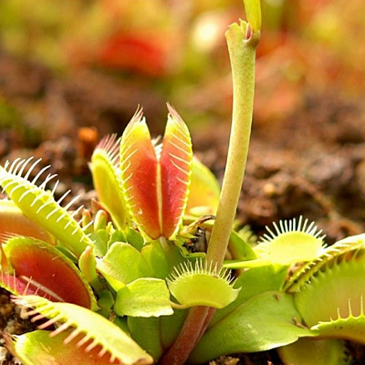 Timeline: Мир Растений