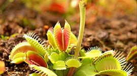 Timeline: Мир Растений