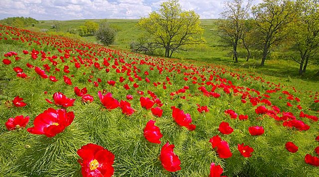 Растения Красной Книги