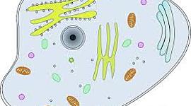 Timeline: The cell theory