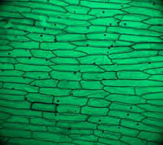 S'estableix el nom de cèl·lula