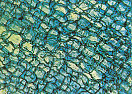 Tots els teixits vegetals estan formats per cèl·lules