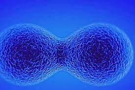 Tota cèl·lula prové d'una altra cèl·lula