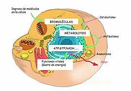 Tots els éssers vius estan formats per cèl·lules