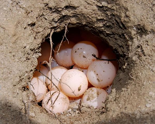 Turtle Eggs