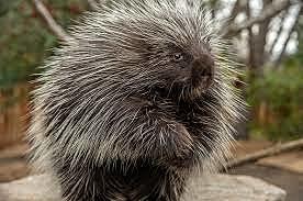 Mid Night Porcupine