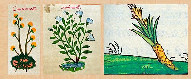 Plantas de jabón y estropajo; Usadas mayormente en la época mesoamericana.