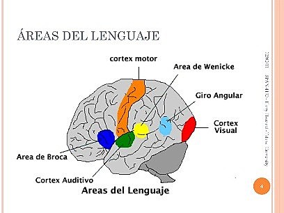 Siglo XIX La afasiología