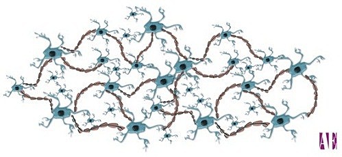 1949  La Regla de Hebb y Sinapsis Hebbiana