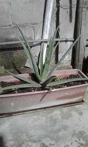 Cuarta semana cuidando de la planta de sábila