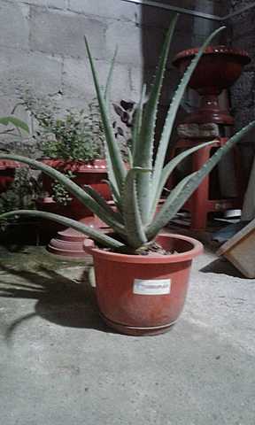 Quinta Semana cuidando mi planta de sábila.