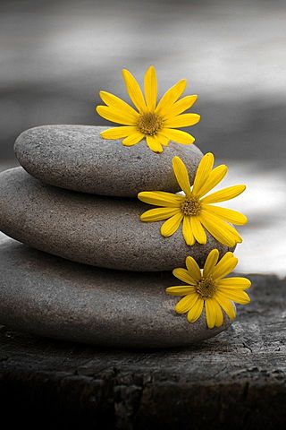 "Entre la piedra y la flor"