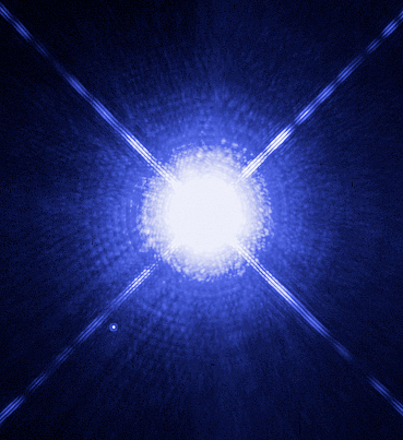 Atrastos baltosios nykštukės