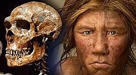 Timeline: Humano