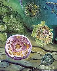 Esimesed mitmerakulised