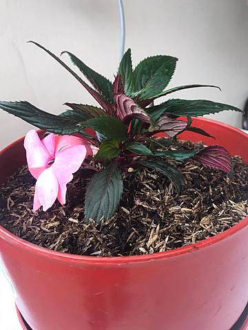 Cronología de la planta  - semana 4