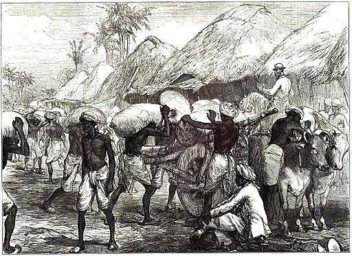 The most common crop