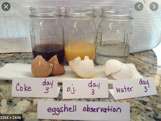 6th grade science fair- Studious