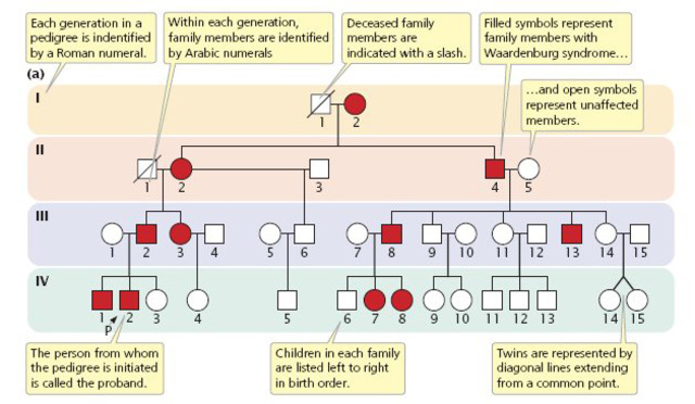 Discovery of genetic inheritance patterns