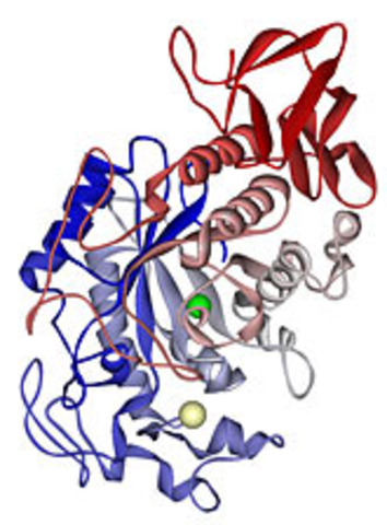 Discovery of Enzymes
