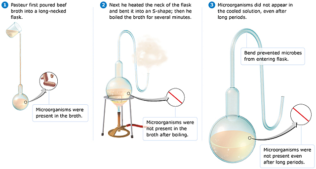 Louis Pasteur disproved spontaneous generation