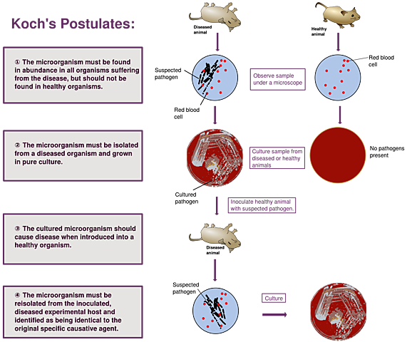 Robert Koch proved that a bacterium causes anthrax and gave the experimental steps.