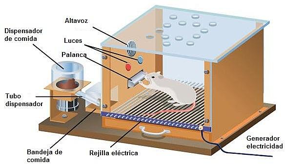 Condicionamiento operante (fecha de experimento Skinner).