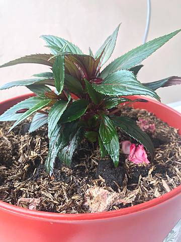 Cronología de la planta  - semana 5