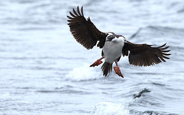 Conservation of Antarctic Resources