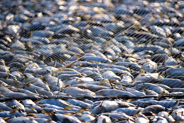 Measures to Eliminate Illegal Fishing