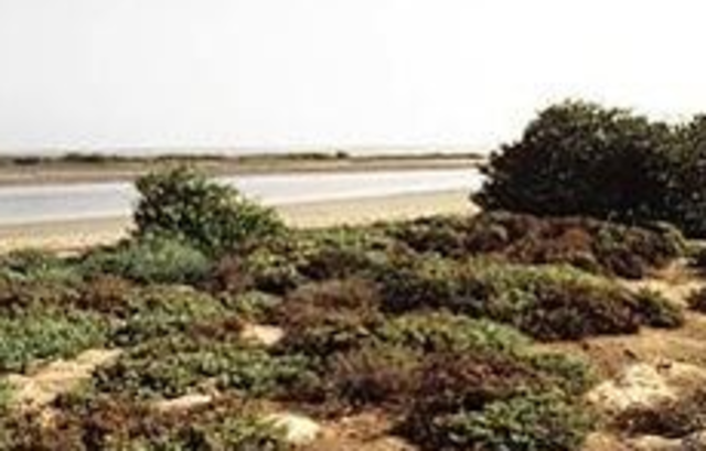 the ottoman empire lost controll of algeria, tunisia, libya and egypt.