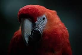 Poema "Floresta de los guacamayos"