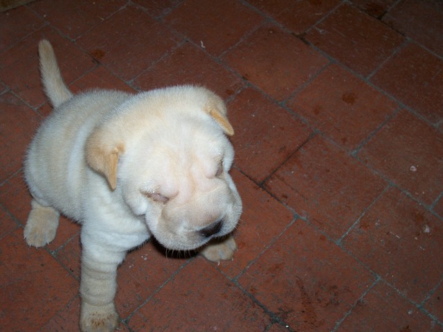 Lenguaje de Programación SIMULA