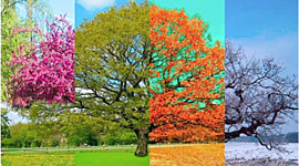 Timeline: Las estaciones del año - Brasil