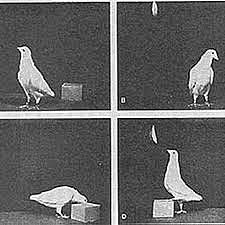 Watson: Investigación