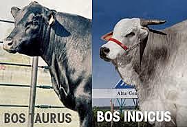 Origen del bovino (Bos Taurus y bos indicus)