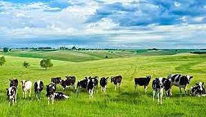 Sistema de explotación extensivo