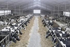 Sistema de explotación intensivo