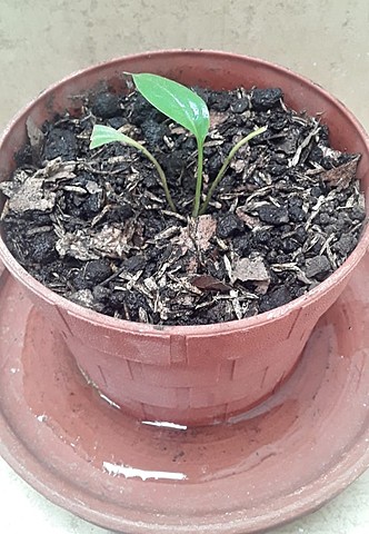 Ecología y Salud Ambiental.