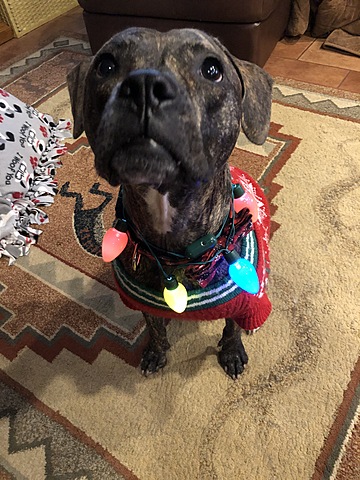 Adopted Dog From Wright Way Rescue