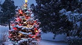 Timeline: History of Christmas tree