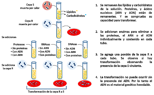 Avery, Macleod eta McCartyren esperimentua