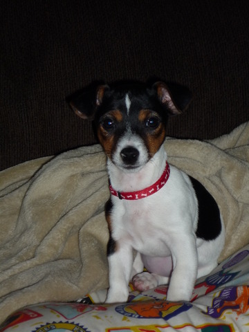 We got our new dog Cassie