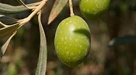 Timeline: La aceituna