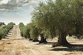 El olivar