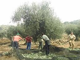 Recogida de la aceituna