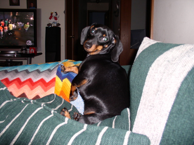 We got our dog Chloe