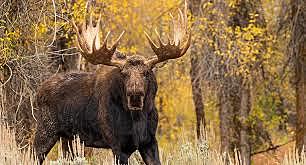 Moose attack