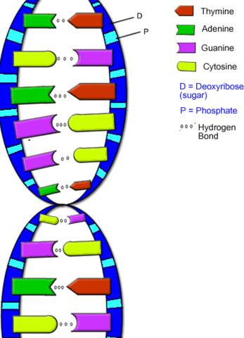 Discovery of DNA Structure
