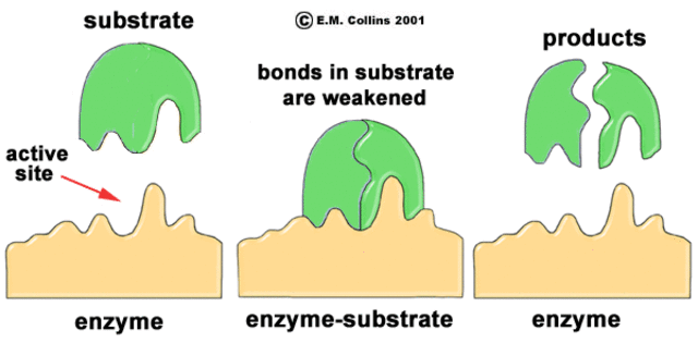 Discovery of Enzymes